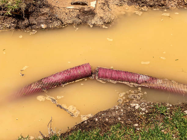 Best Water damage mitigation services  in Forest City, NC